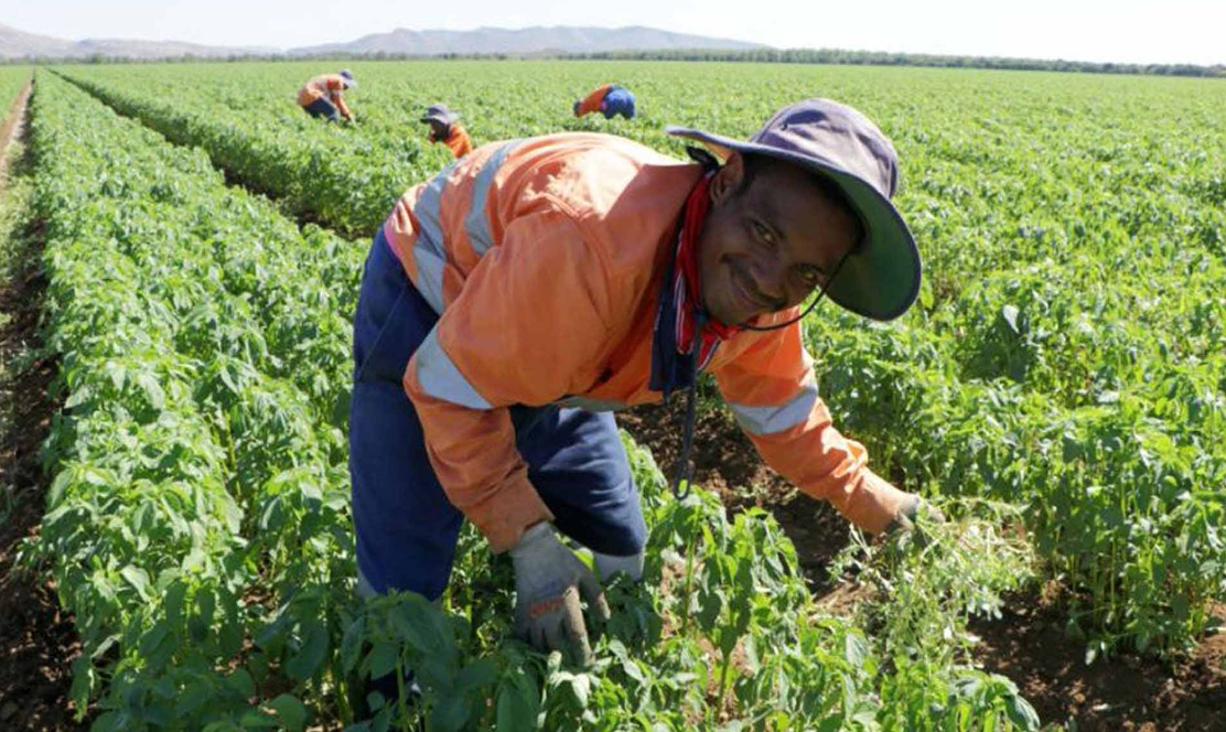 Australia Farm Working Visa Sponsorship Jobs 2023-2024
